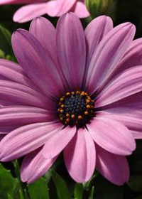 Osteospermum Serenity 'Pink'